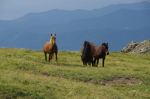 7 agosto: La libertà, i cavalli selvaggi dell'Aveto sulle praterie del monte Aiona
